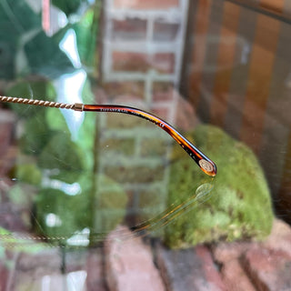 TIFFANY & CO TF3039-B Brown Gold Metal Tortoise Sunglasses