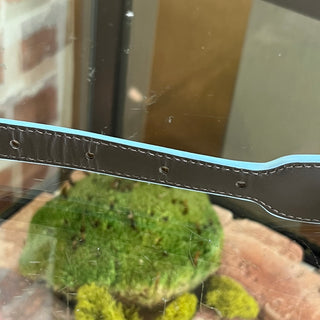 BOTTEGA VENETA Blue Python Belt Size L